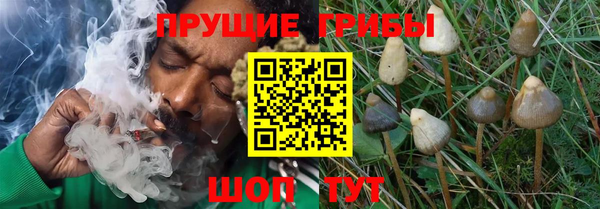 Галлюциногенные грибы Magic Shrooms  Псилоцибиновые грибы Magic Shrooms  Ростов-на-Дону  сколько стоит  Вход с VPN 