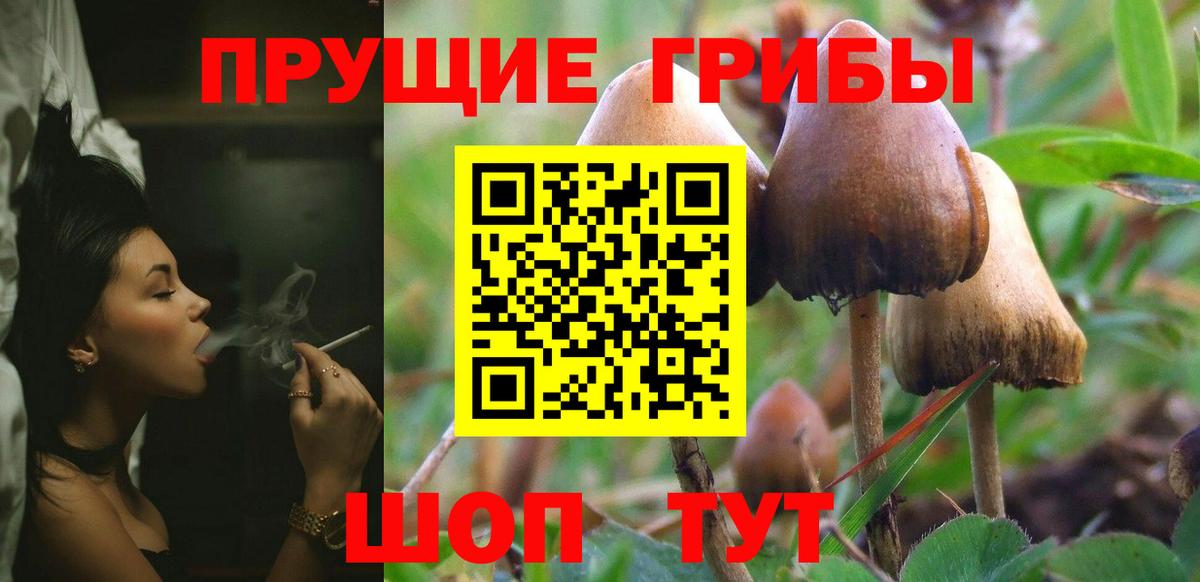 Псилоцибиновые грибы Psilocybine cubensis Ростов-на-Дону